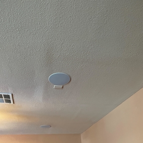 Water Restoration - Tundra Swan Photo