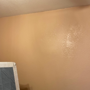 Water Restoration - Tundra Swan Photo