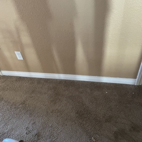 Water Restoration - Tundra Swan Photo