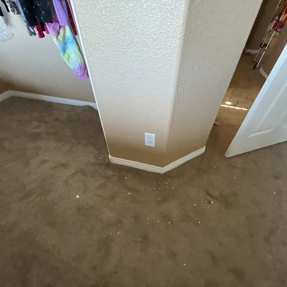 Water Restoration - Tundra Swan Photo