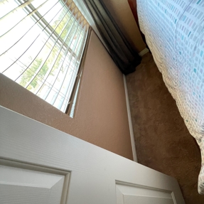 Water Restoration - Tundra Swan Photo