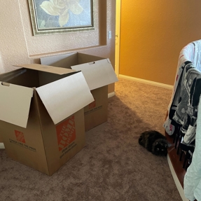 Water Restoration - Tundra Swan Photo