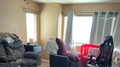 Water Restoration - Tundra Swan Photo