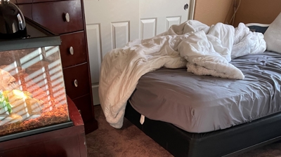 Water Restoration - Tundra Swan Photo